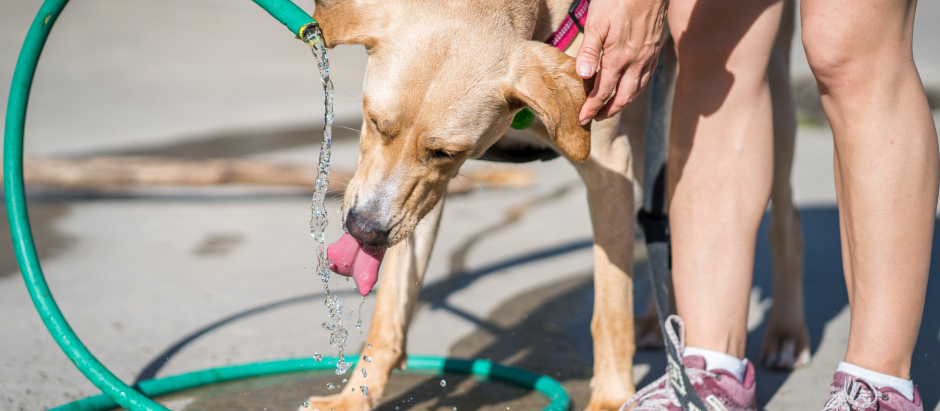 Una joven ofrece agua a su mascota a través de una manguera