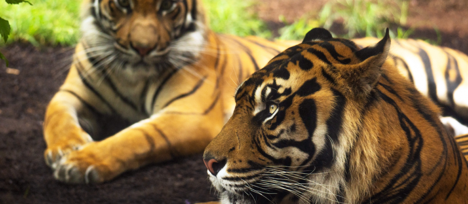 En el Bioparc de Fuengirola vive esta pareja de tigres de Sumatra, una especie en peligro de extinción