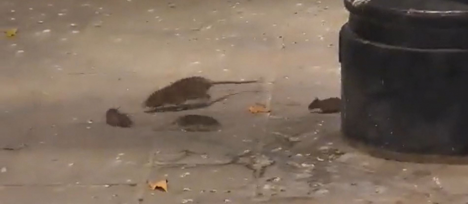 Avistamiento de ratas en el centro de Sevilla