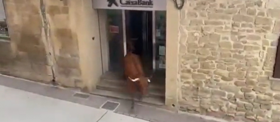 Uno de los toros saliendo de una sucursal bancaria en Mendigorria