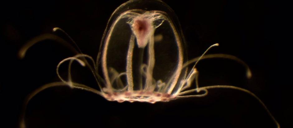 'Turritopsis dohrnii', la «medusa inmortal»