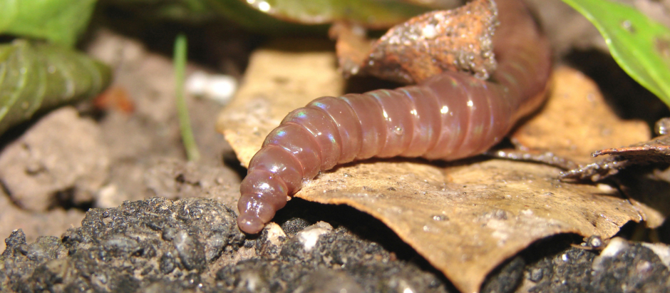 Un gusano de tierra, foto de archivo