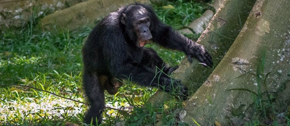 Un chimpancé percute un árbol

Científicos de la Universidad de St Andrews han demostrado que los chimpancés del bosque Budongo de Uganda tienen su propio estilo característico cuando tocan el tambor en los árboles.

SOCIEDAD INVESTIGACIÓN Y TECNOLOGÍA
UNIVERSIDAD DE ST. ANDREWS