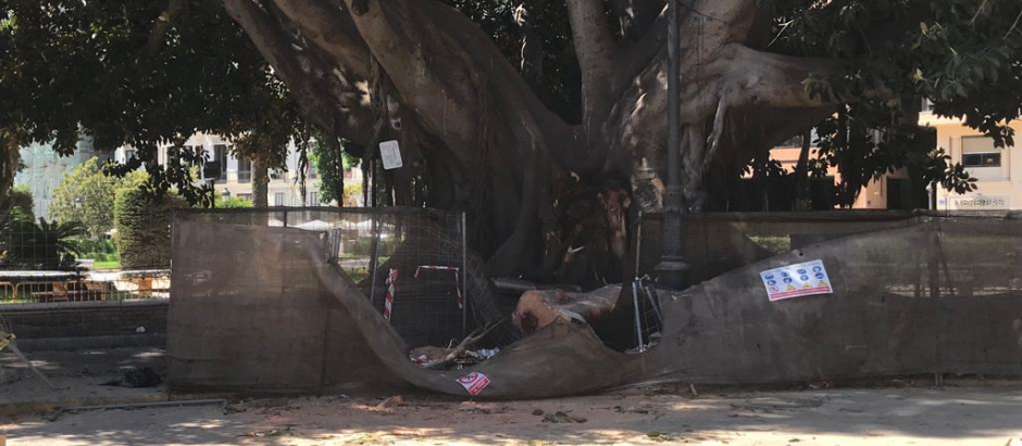 La rama caída de unos de los ficus más grandes y longevos de la ciudad de Valencia, que causó cuatro heridos leves, en la ciudad de Valencia
