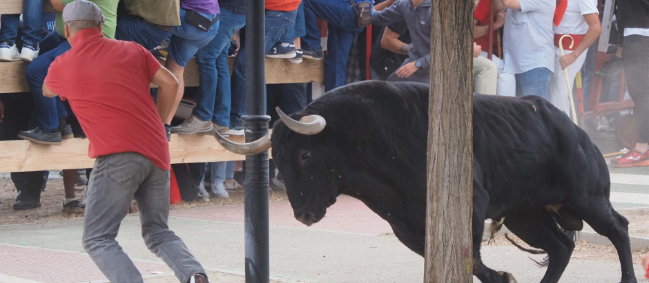 El toro 'Manjar' persigue a un participante durante la celebración de la festividad del Toro de la Vega en Tordesillas, este martes
