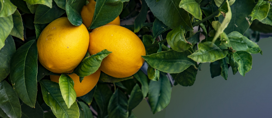 La importancia del limón en la dieta diaria