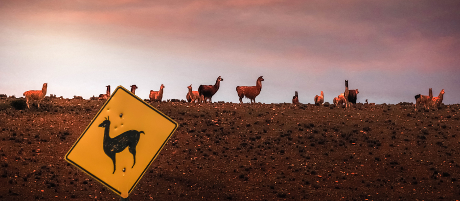 Existen señales de tráfico que nos alertan de la presencia de todo tipo de animales en los caminos