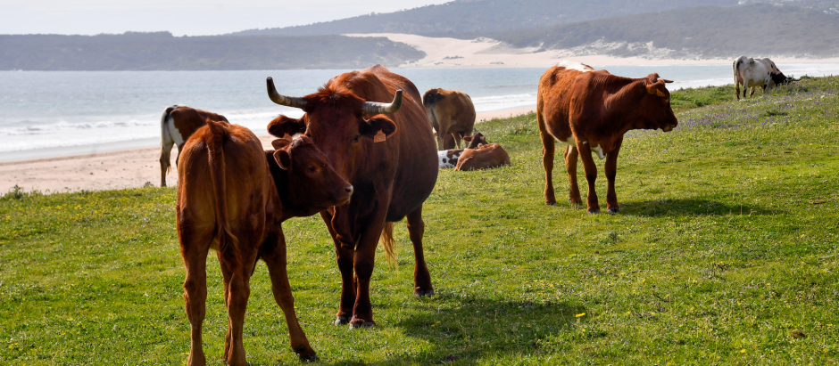 Vacas en playa de Bolonia, Cádiz