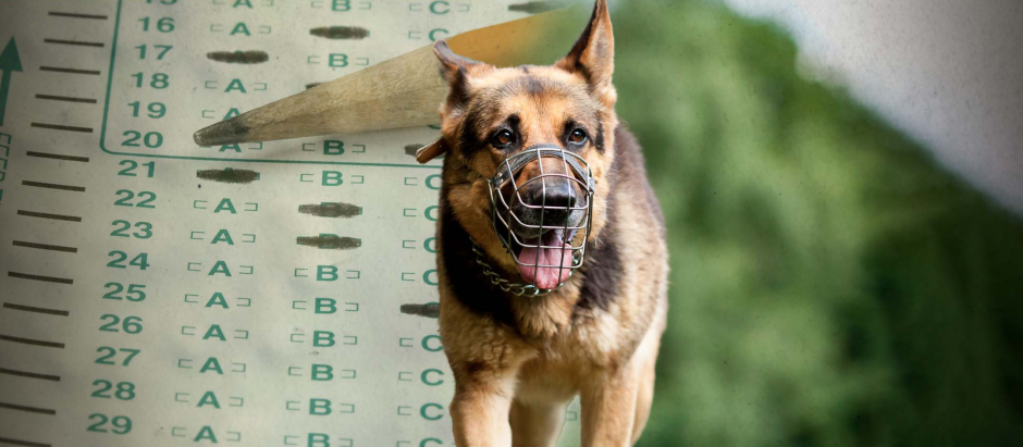 Cuando entre en vigor la ley, los perros no se clasificarán como animales 'potencialmente peligrosos', sino como perros 'de manejo especial'