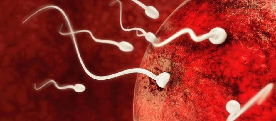 Una microbiota equilibrada, entre los factores que favorecen la fertilidad
