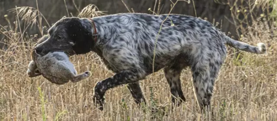 Un perro de caza lleva una presa en su boca