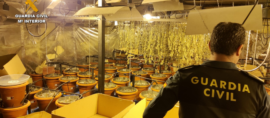 Plantación de marihuana desmantelada por la Guardia Civil