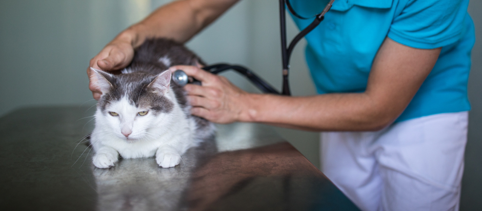 Una veterinaria ausculta a un gato