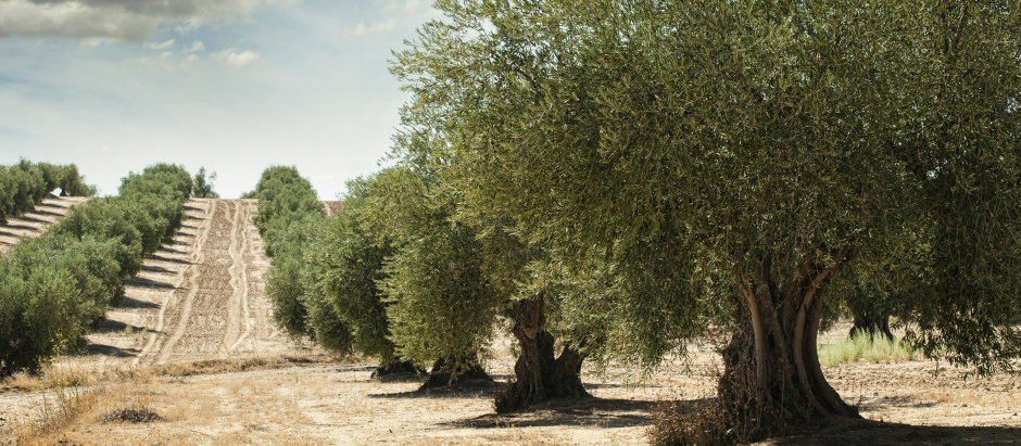 La DO Aceite de Lucena recibe el mayor montante en la línea del olivar, con 24.800 euros.