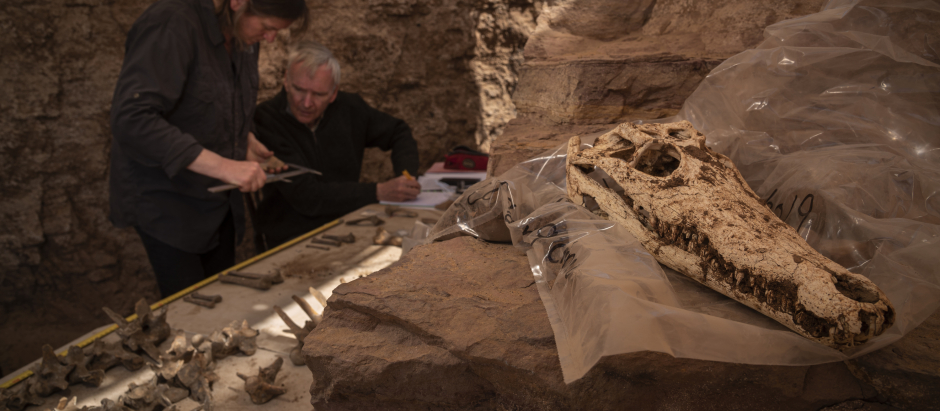 Arqueólogos excavan uno de los cocodrilos momificados