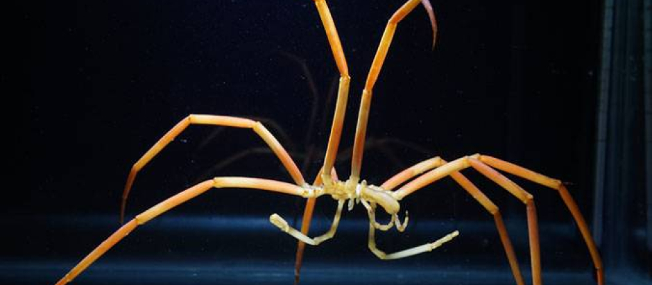 Una araña de mar del género Colossendeis