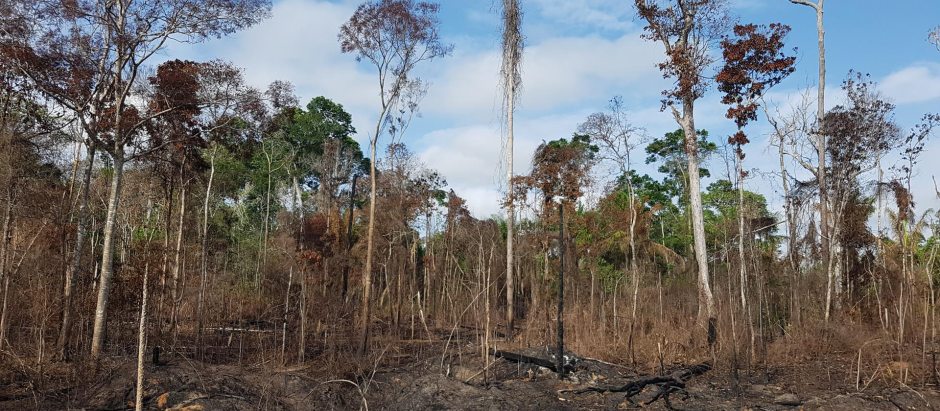 Fotografía de archivo fechada en el 2018 y cedida por la Red Amazónica Sostenible a través de la Asociación Estadounidense para el Avance de la Ciencia (AAAS) de un bosque tres años después de un incendio, en Belterra, en la Amazonía brasileña. Más de un tercio de los bosques del Amazonas han sido degradados por la actividad humana, una extensión mucho mayor de la que se pensaba, advierte un equipo internacional de 35 científicos en un artículo que se publicará el viernes en la revista Science. EFE/ Erika Berenguer / SOLO USO EDITORIAL/ SOLO DISPONIBLE PARA ILUSTRAR LA NOTICIA QUE ACOMPAÑA (CRÉDITO OBLIGATORIO)