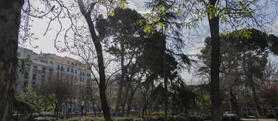 Árboles situados en el Parque del Retiro de Madrid