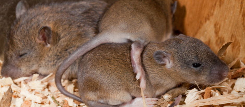 Veneno para ratas: Está prohibida la venta de cianuro - Sociedad