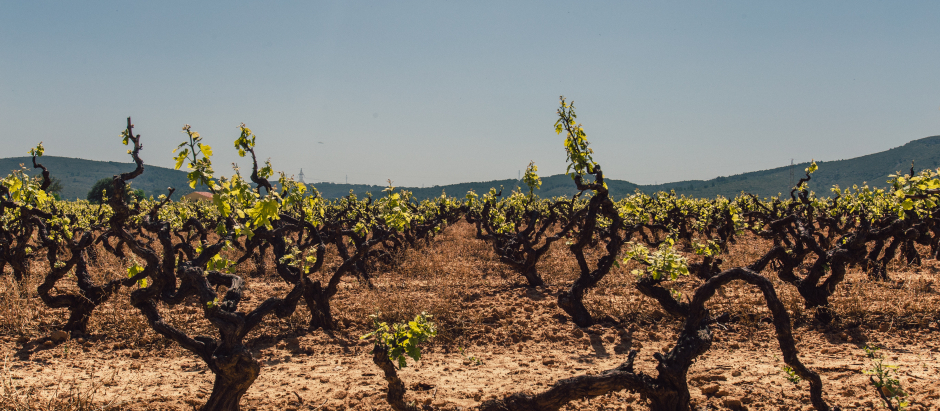 La última cosecha de uva ha sido la más baja de la historia para la D.O.P. Montilla-Moriles.