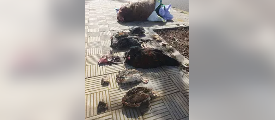 Dos bolsas con un total de seis animales decapitados y arrojados en plena acera fueron hallados a primera hora de la tarde de este domingo