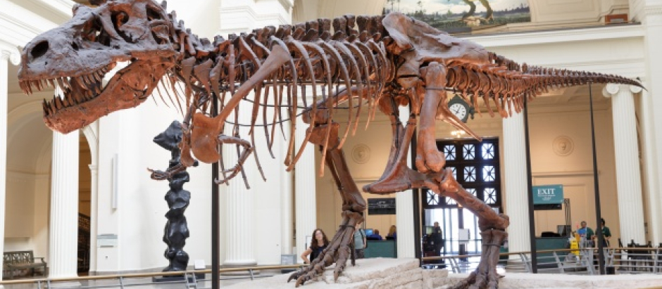 Sue, el famoso Tiranosaurio rex expuesto en el museo de Chicago