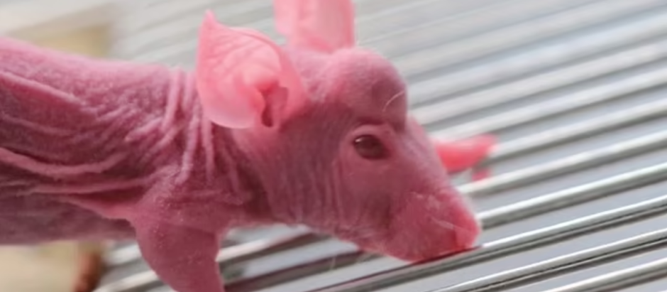 Los ratones comenzaron a desarrollar las astas 45 días después de implantarles las células madre de los ciervos