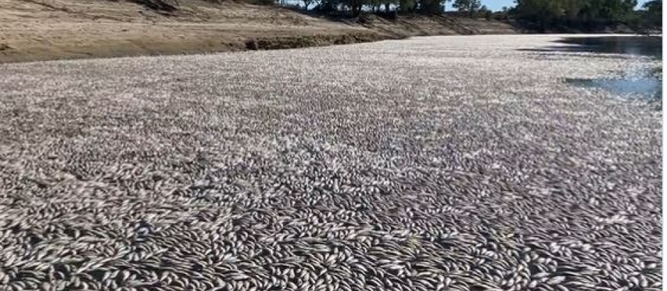 Millones de peces muertos en un río australiano por la ola de calor