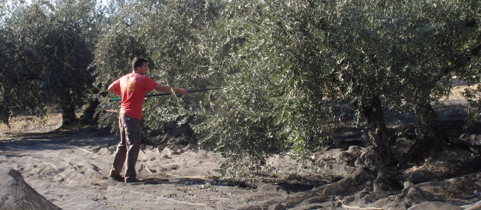 Un trabajador varea olivos en la provincia, en una imagen de archivo