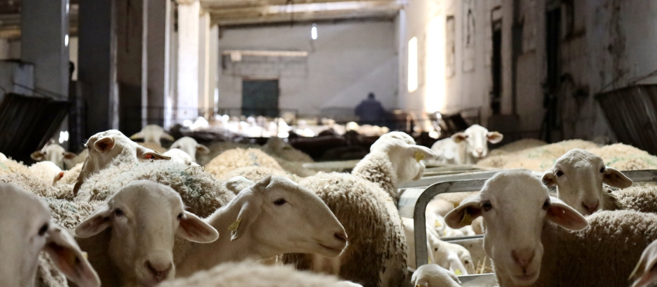 Unas ovejas en una explotación ganadera