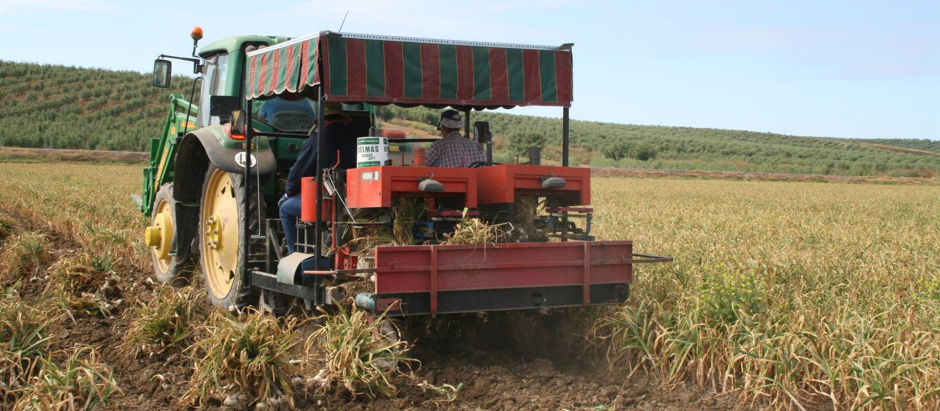 Una máquina en la cosecha de ajos