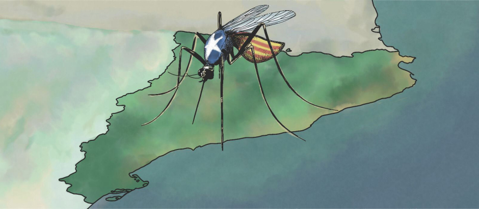 Ilustración mosquito Cataluña