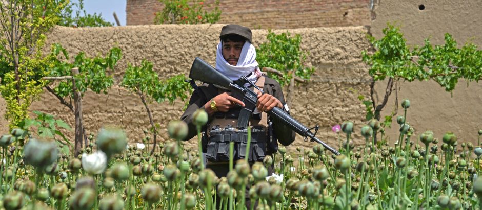 Un miembro del personal de seguridad talibán hace guardia en una plantación de amapolas en la aldea de Sher Surkh, en la provincia de Kandahar