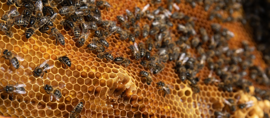 Detalle de un panal de abejas