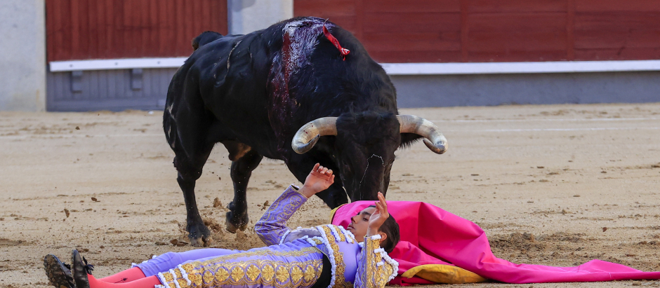 El diestro Ángel Téllez es volteado y cogido por su primer toro, de Juan Pedro Domecq, durante el tercer festejo de la Feria de San Isidro