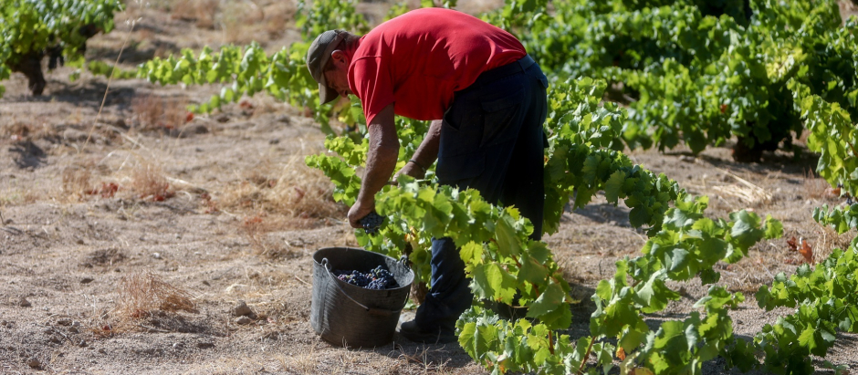 Un trabajador recoge uvas en el campo, a 23 de agosto de 2022, en Madrid