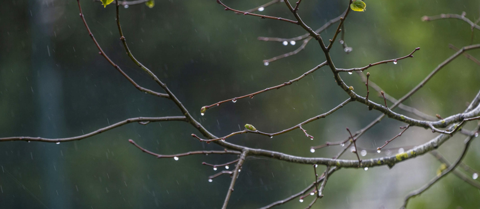 Gotas de lluvia golpean las yemas tímidas de los árboles este pasado viernes en Suances (Cantabria)