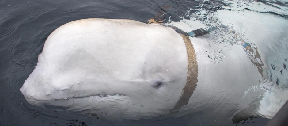 Ballena beluga espía vista en Noruega desde 2019 y recientemente en Suecia