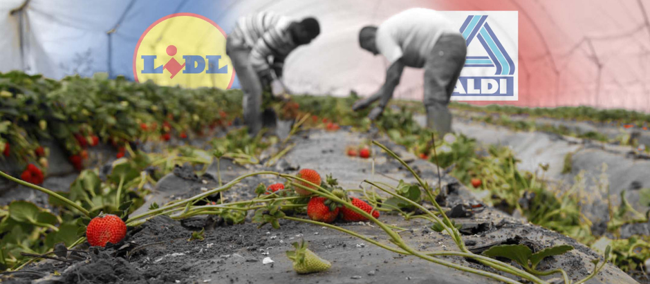 Trabajadores recogen fresas en un invernadero