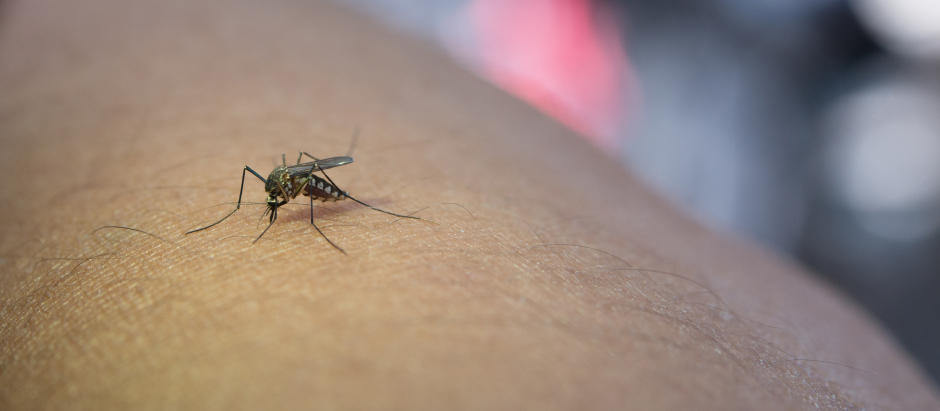 Un mosquito, transmisor de enfermedades, pica a una persona