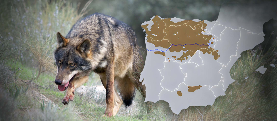 El lobo ibérico es una subespecie endémica de la Península Ibérica
