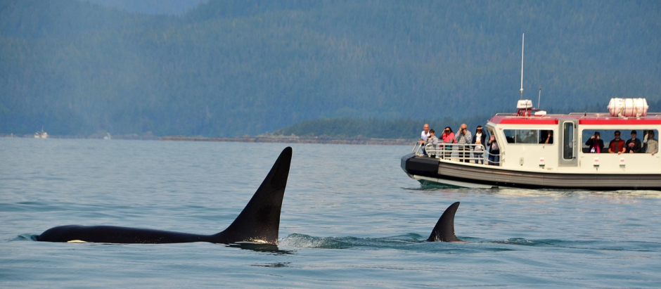Un barco de turistas observa a dos orcas nadando