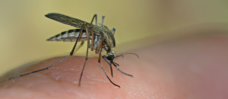 Los mosquitos nos pican porque necesitan las proteínas que se encuentran en nuestra sangre