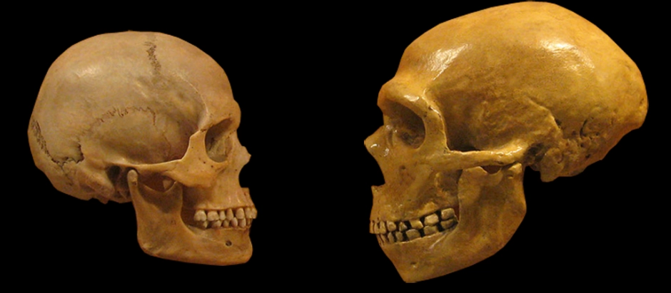 Comparación entre los cráneos de un humano moderno (i.) y de un neandertal