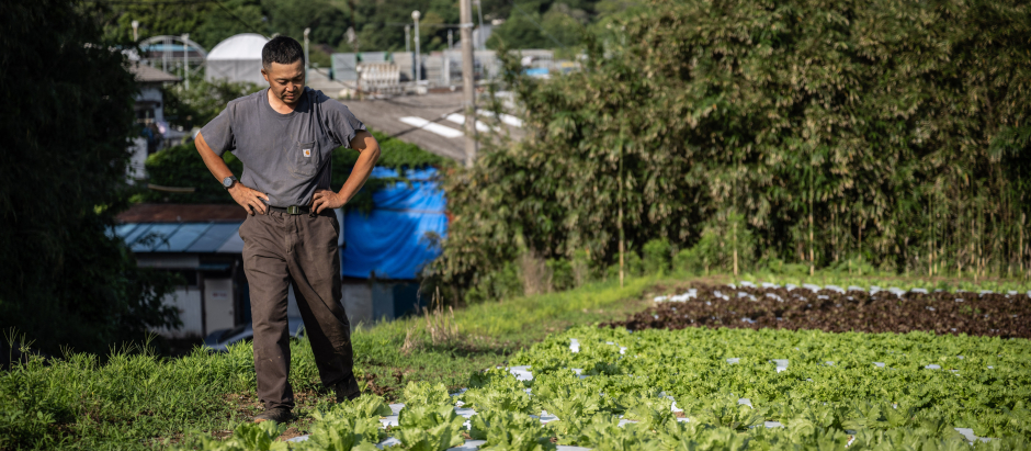 Agricultor japonés observa su granja de lechugas