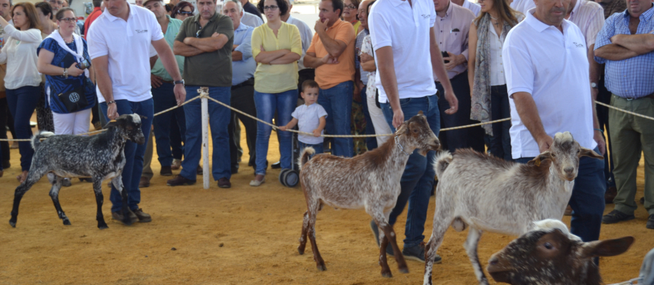 Foto de la Feria del caprino