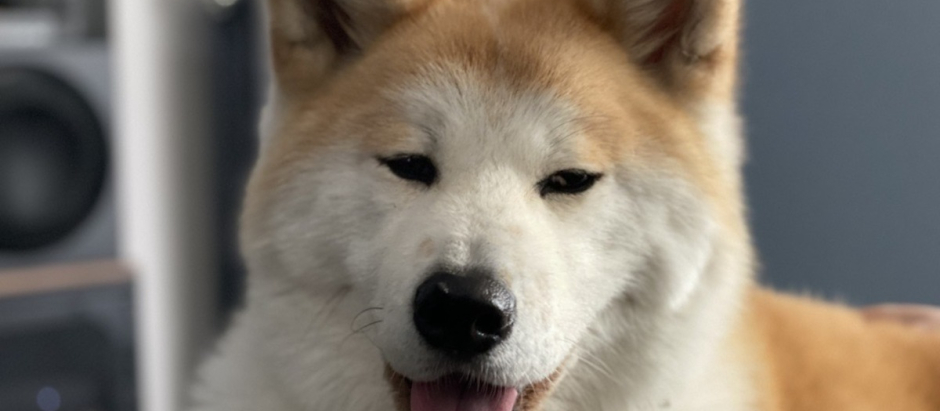 Imagen de Keiko, una perra de la raza Akita Inu