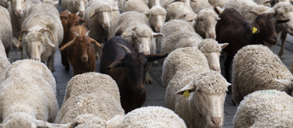 Un rebaño de ovejas trashumantes recorre las calles del municipio de Guadarrama