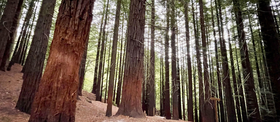 Imagen de varios árboles del bosque de secuoyas de Cabezón de la Sal (Cantabria)