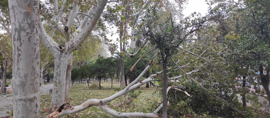 Árboles caídos en Córdoba.
